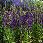 Lobelia 'starship Blue' | 6 x Jumbo Plugs | Multi