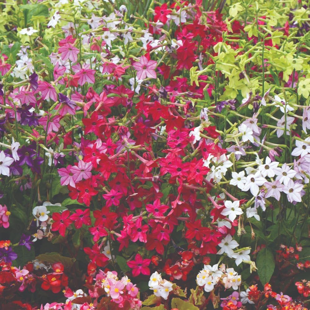 Nicotiana Eau De Cologne Garden Ready Plants-  Uniform Mid-height Annual | 12 x Garden Ready Plants