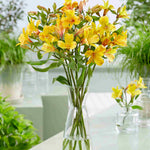Hayloft Alstroemeria Majestic 'serrant' - 3 X 9cm Pots