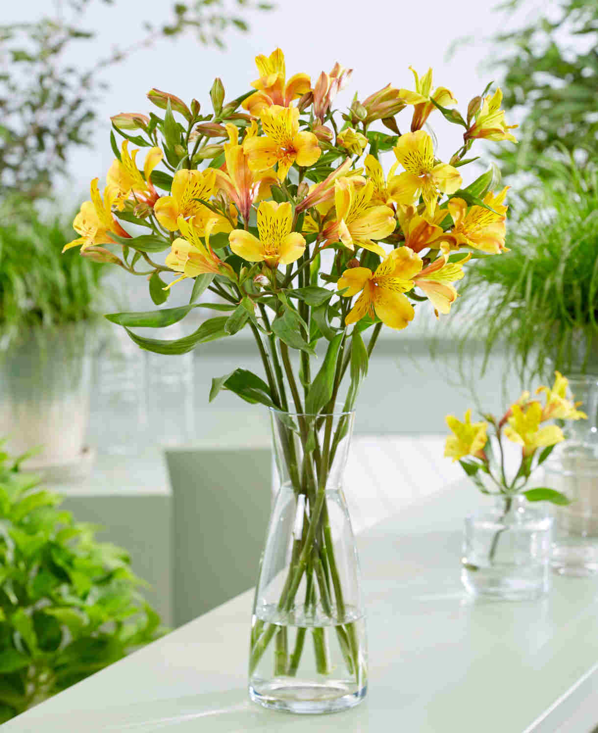 Hayloft Alstroemeria Majestic 'serrant' - 3 X 9cm Pots