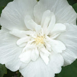 Hibiscus White Chiffon - 9cm pot | 1 x 9cm | Creamy White