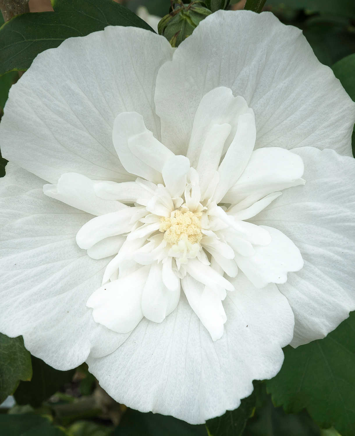 Hibiscus White Chiffon - 9cm pot | 1 x 9cm | Creamy White