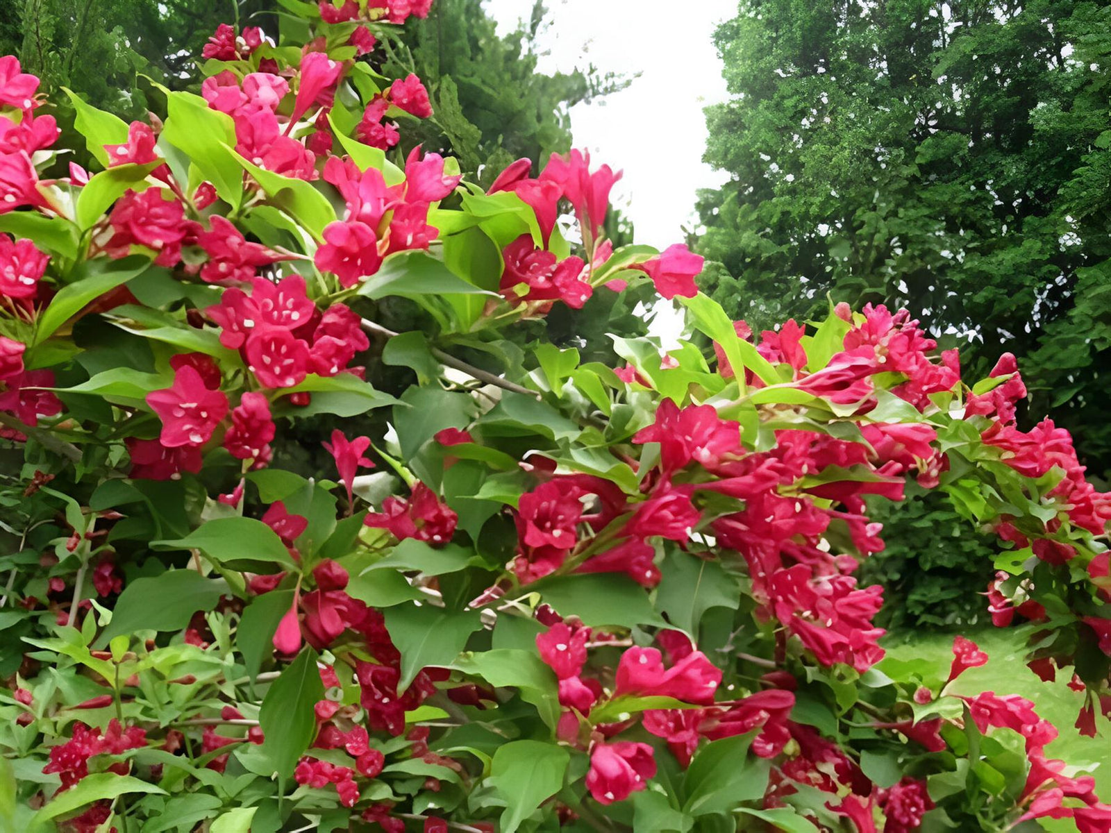 Weigela Red Prince Garden Shrubs Pack Of 3