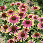 Echinacea 'green Twister' - Two-tone Pollinator-friendly Perennial | 1 x 9cm