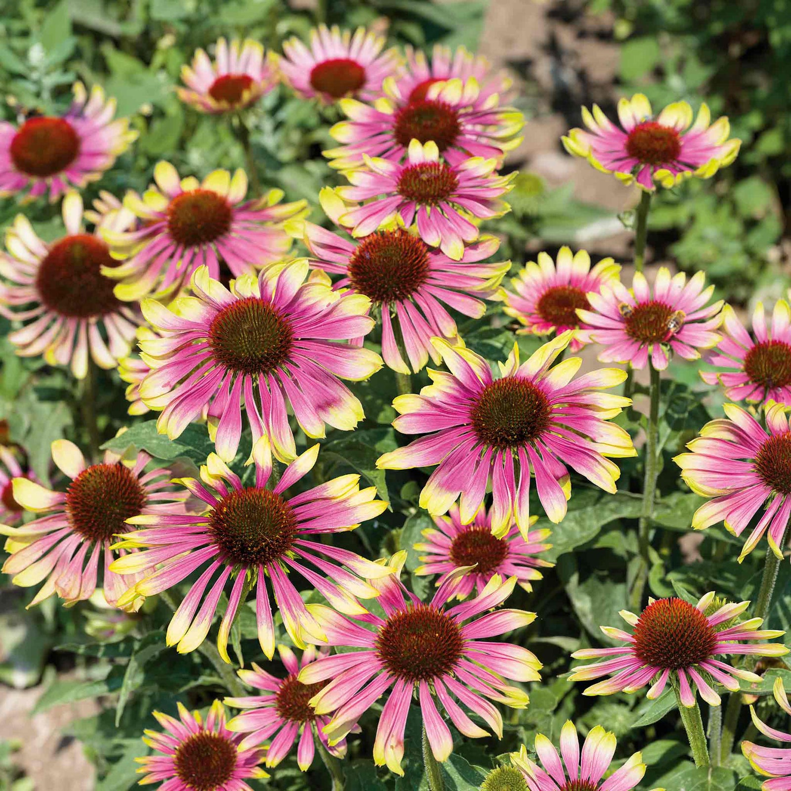 Echinacea 'green Twister' - Two-tone Pollinator-friendly Perennial | 3 x 9cm
