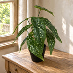 Artificial Begonia Plant