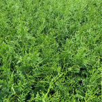 Thuja Plicata Gelderland Western Red Cedar 3-4ft Pack Of 10 Supplied In 2/3 Litre Pots