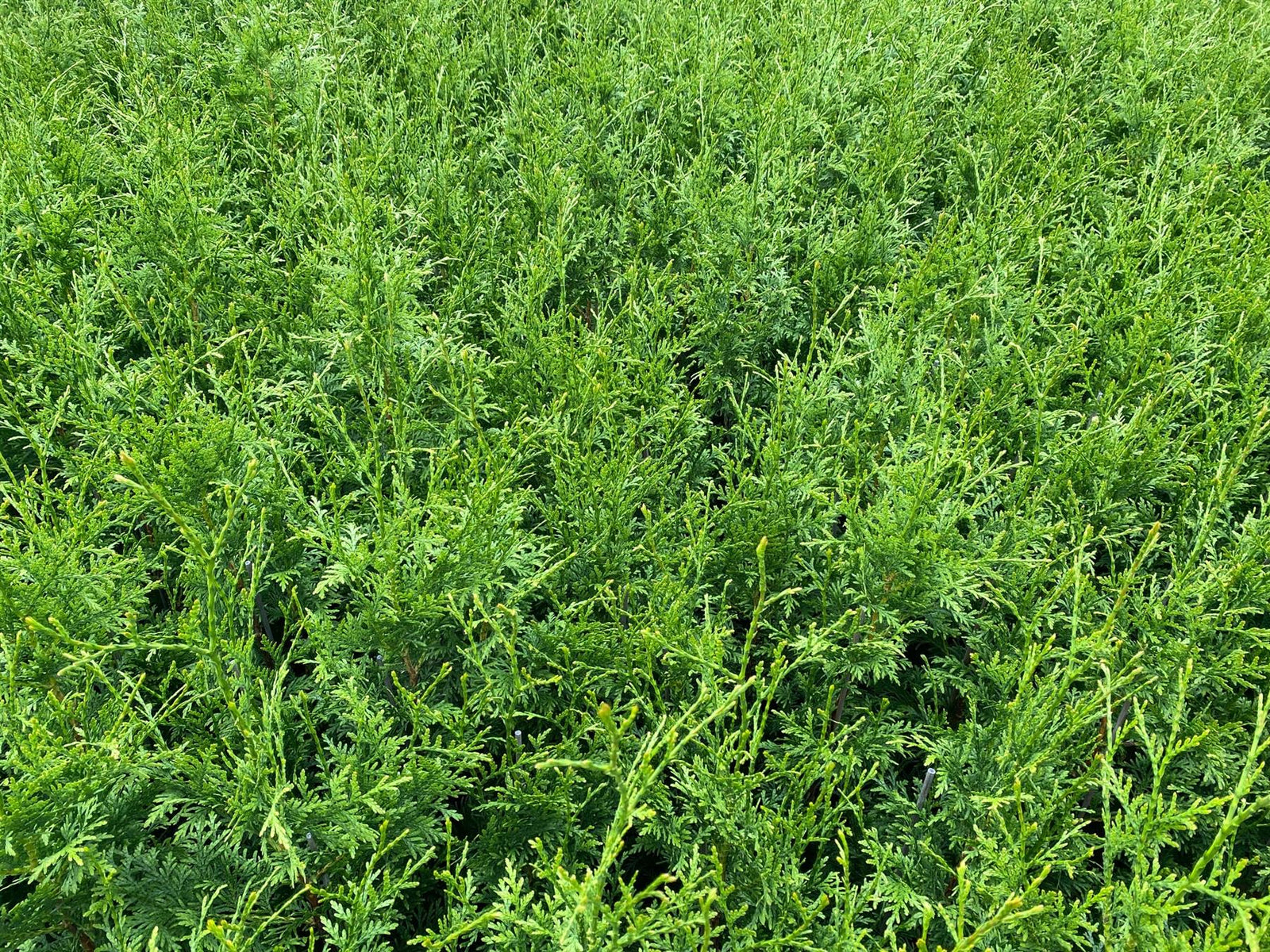 Thuja Plicata Gelderland Western Red Cedar 3-4ft Pack Of 10 Supplied In 2/3 Litre Pots