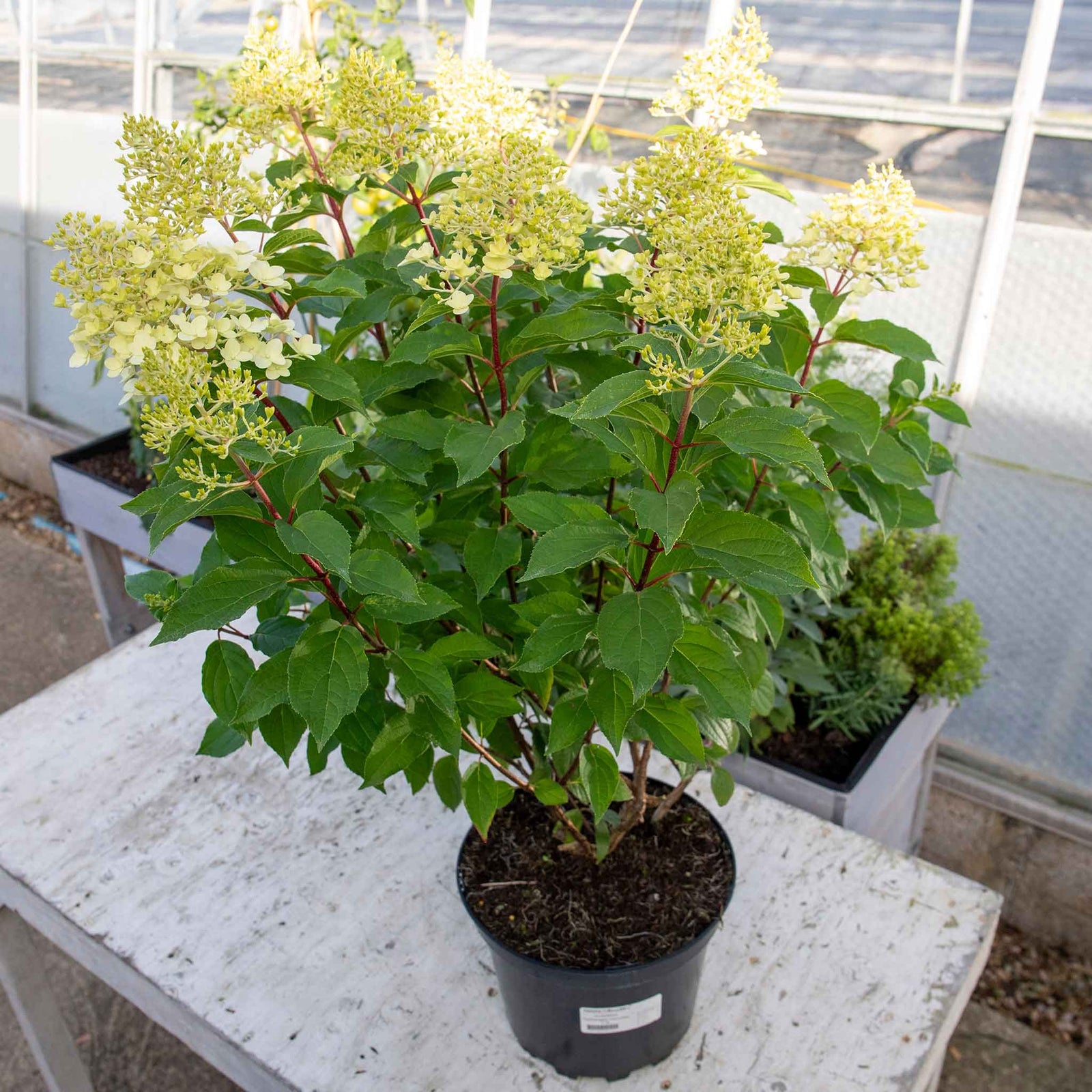 Hydrangea 'hercules' Enormous 40cm Flowerheads | 1 x 3L | Green