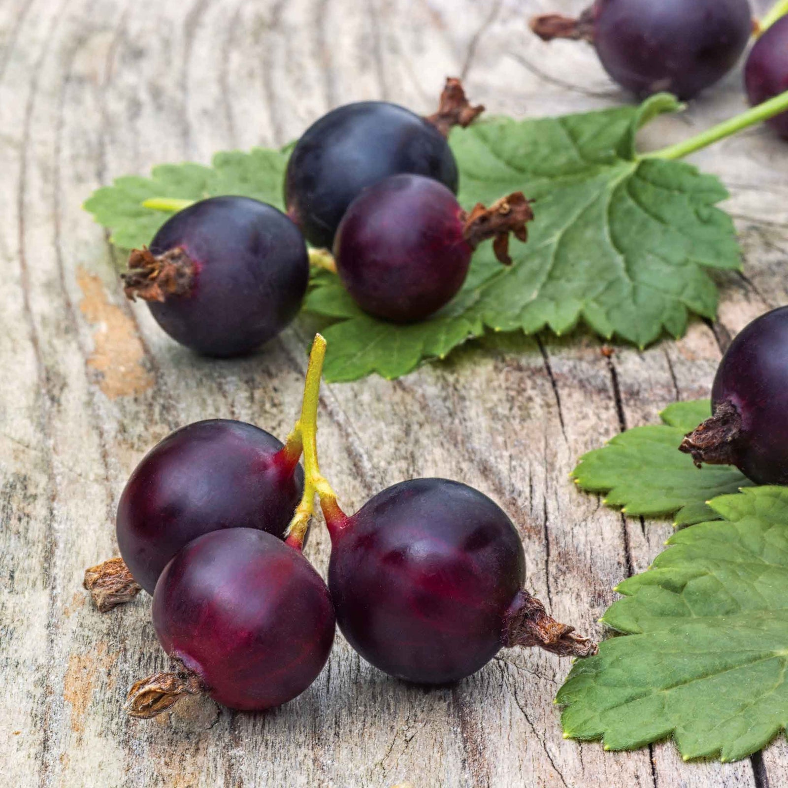 Jostaberry Standard Plant (spineless, Heavy-cropping Fruit Bush) | 1 x 2L
