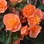 Begonia 'bellisa Flame' Double Orange Begonia 30-45 Cm | 12 x Jumbo Plugs | Burnt Orange