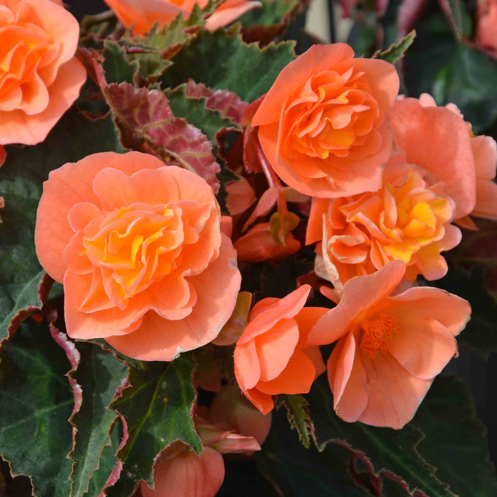 Begonia 'bellisa Flame' Double Orange Begonia 30-45 Cm | 12 x Jumbo Plugs | Burnt Orange