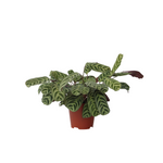 Never Never Plant - Ctenanthe 'burle-marxii' - Height 30-40cm - ⌀14cm | Set of 1 | Green