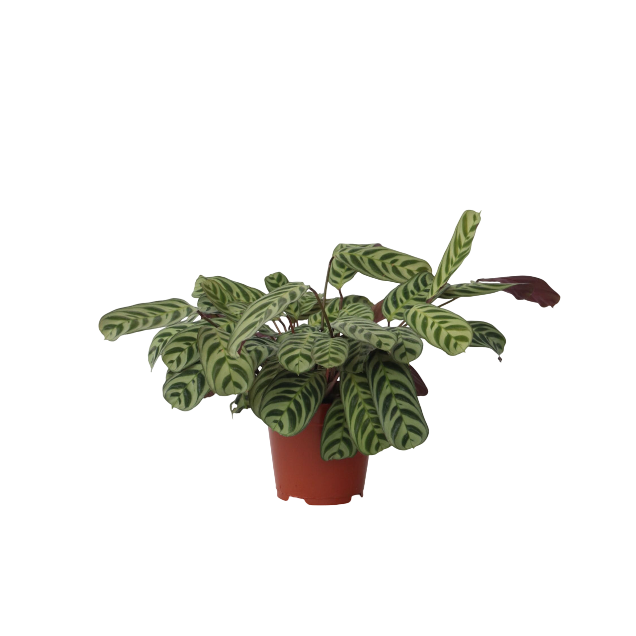 Never Never Plant - Ctenanthe 'burle-marxii' - Height 30-40cm - ⌀14cm | Set of 1 | Green