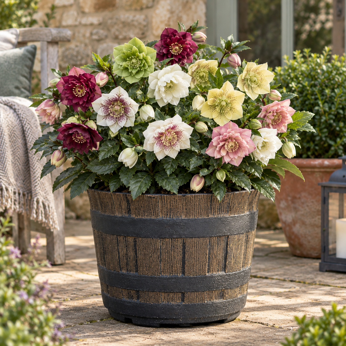 Amazing Hellebore Collection 6 X 9cm Pots