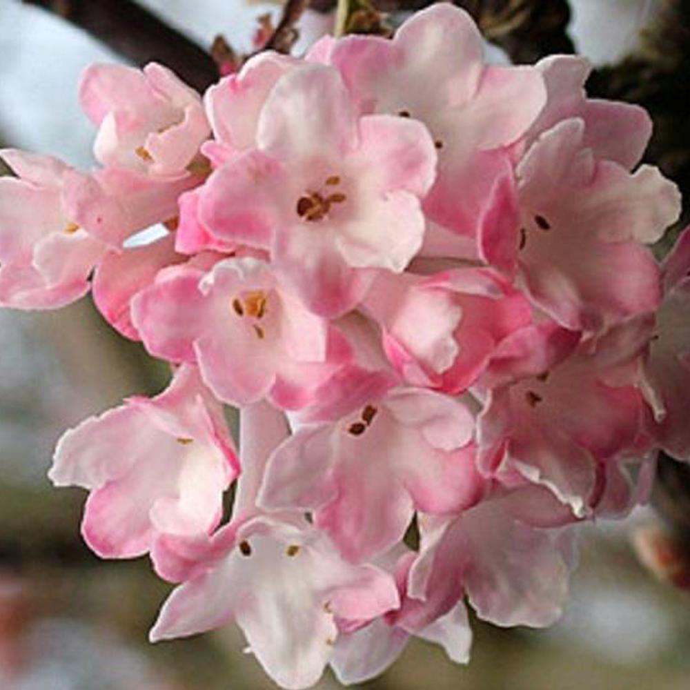 Viburnum Charles Lamont Fragrant Garden Shrub Large Plant In A 3 Litre Pot