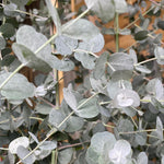 Eucalyptus Gunnii Azura Evergreen Tree 6ft Tall Extra Large Supplied In A 12 Litre Pot