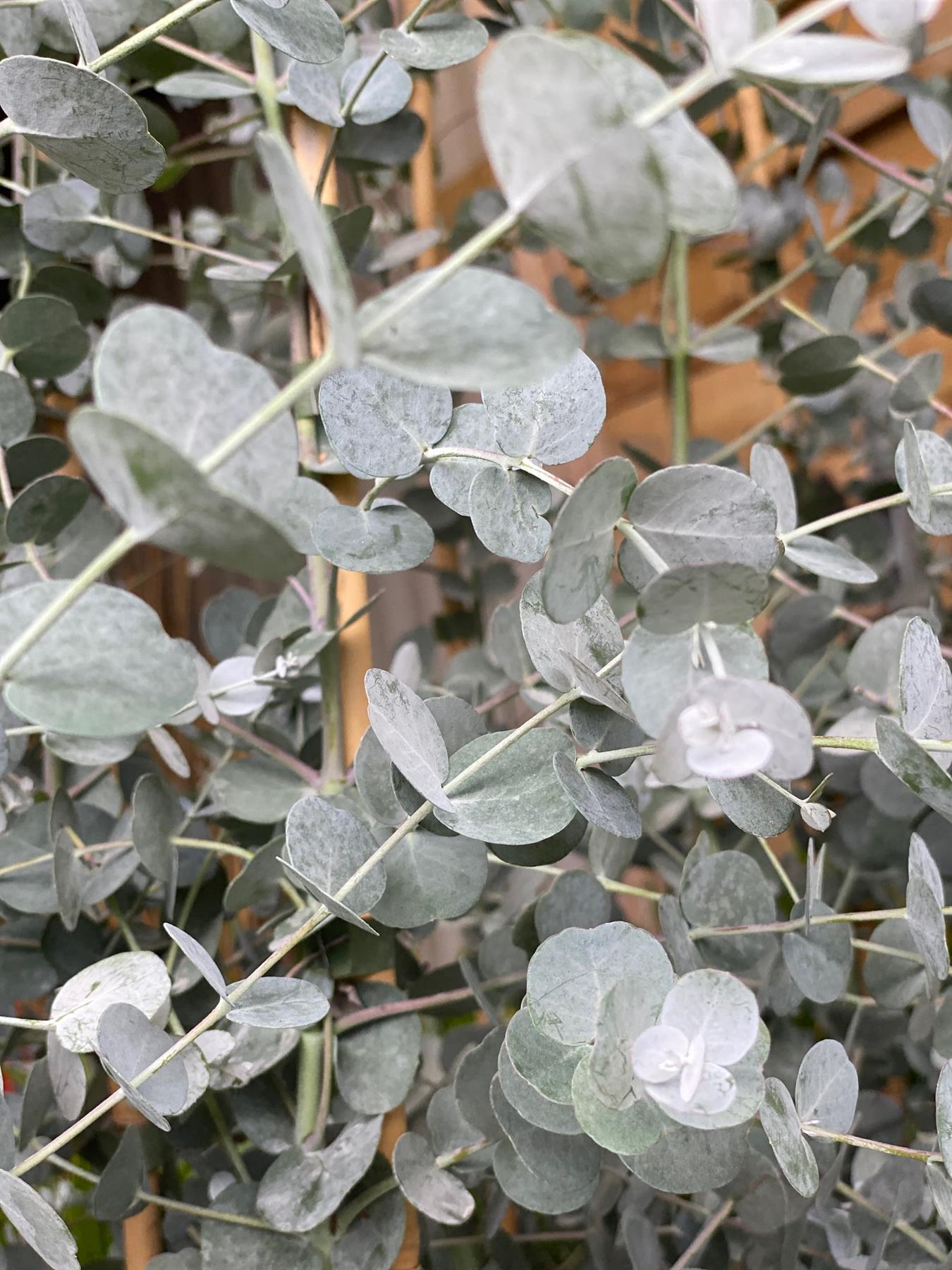 Eucalyptus Gunnii Azura Evergreen Tree 6ft Tall Extra Large Supplied In A 12 Litre Pot