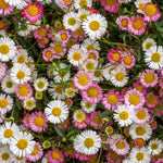 Erigeron Karvinskianus - Young Plants | Set of 10 | Multi