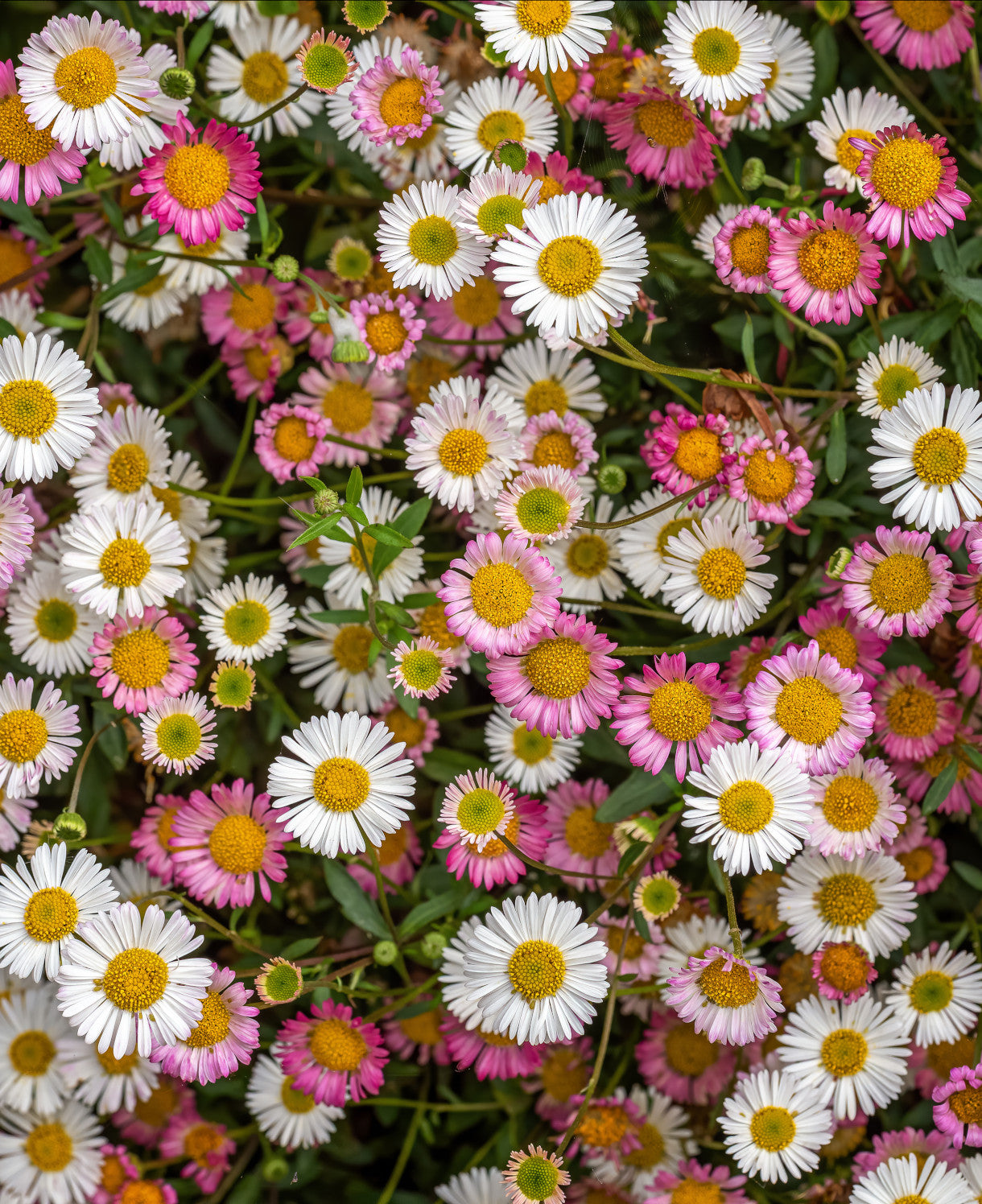 Erigeron Karvinskianus - Young Plants | Set of 10 | Multi
