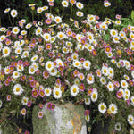 Everlasting Perennial Collection - plug plants | Set of 10 | Multi