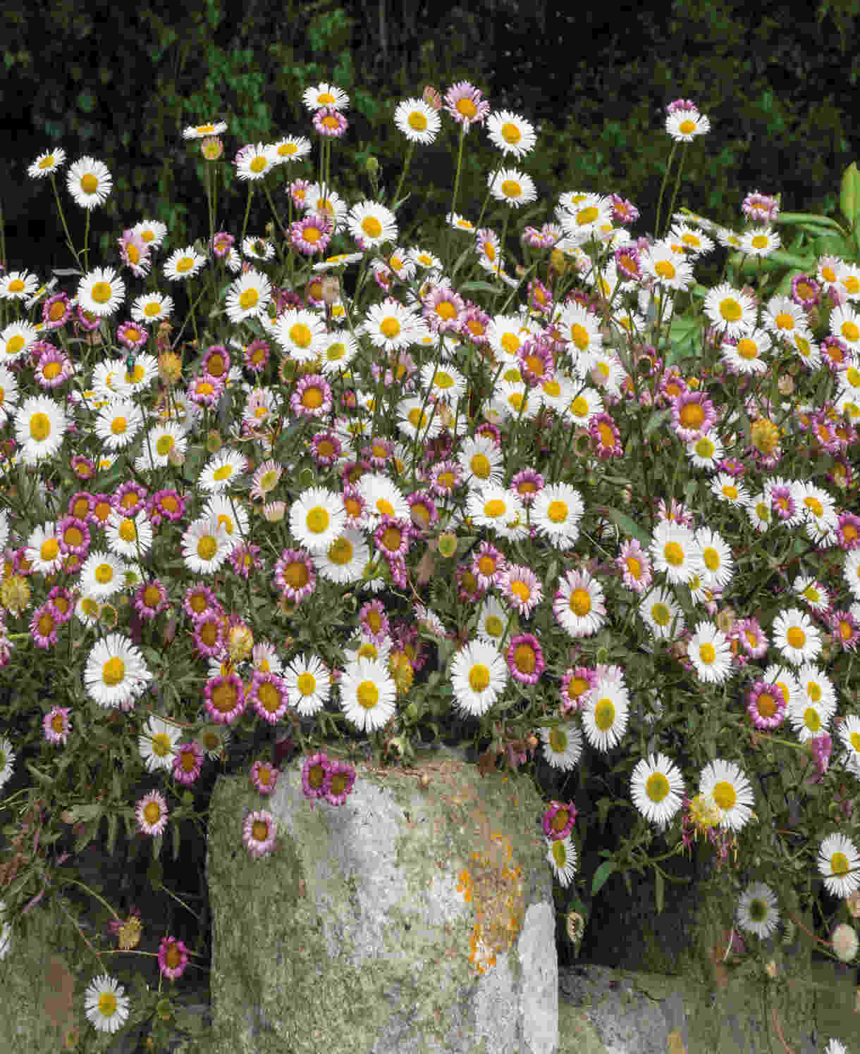 Everlasting Perennial Collection - plug plants | Set of 10 | Multi