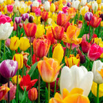 Exclusive Bumper Tulip Collection - 60 Fantastic Bulbs