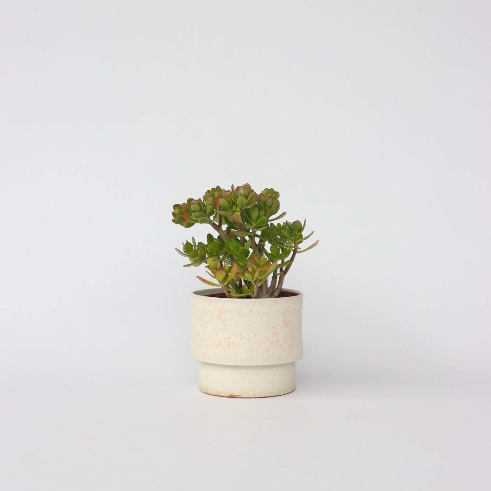 Jade Plant - Crassula Ovata 'hobbit' - Height 45-50cm - ⌀23cm | Set-of-1 | Green