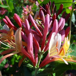 Lonicera Heckrottii Goldflame Honeysuckle Climbing Plant 3-4ft In A 3 Litre Pot