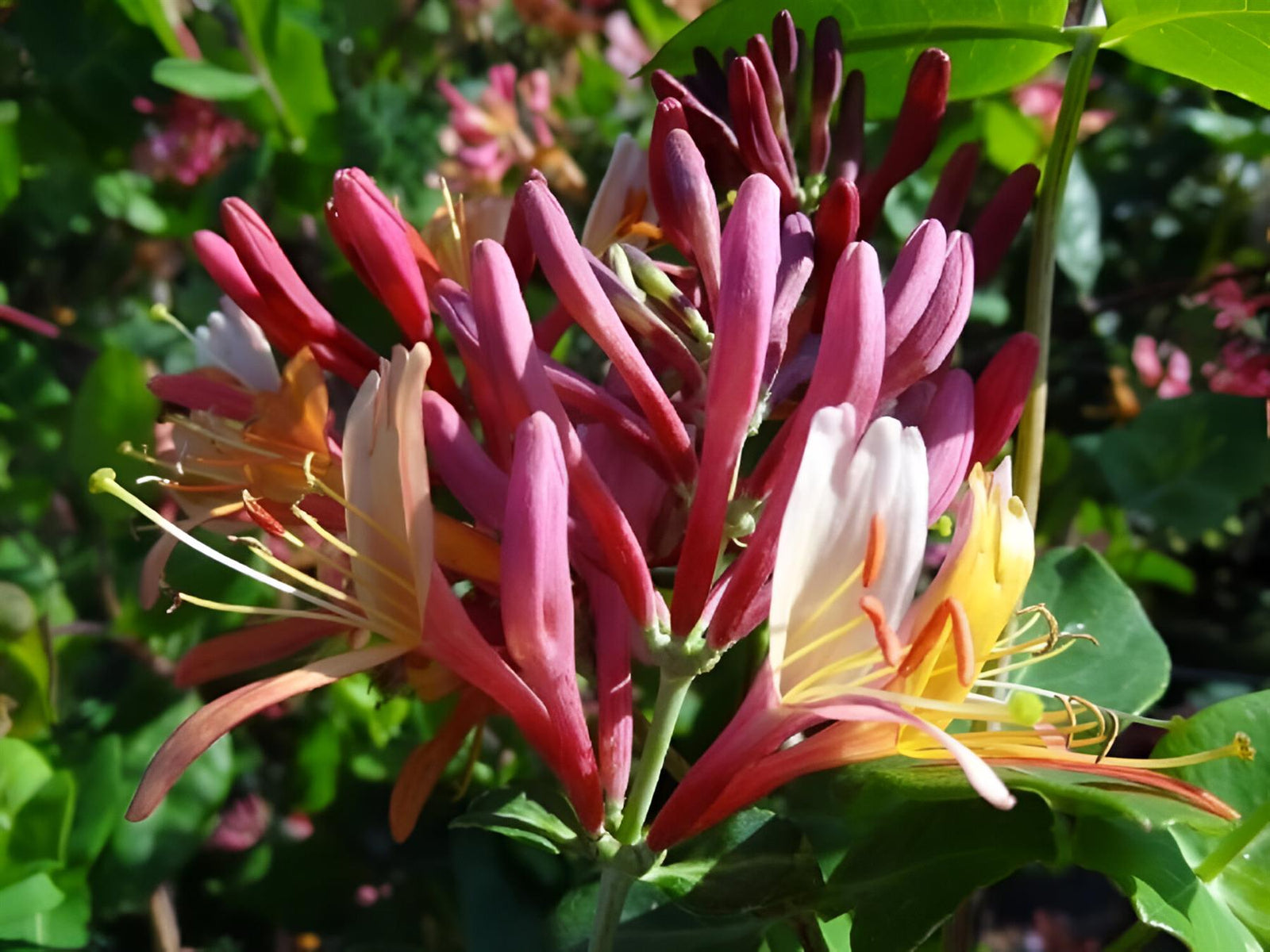 Lonicera Heckrottii Goldflame Honeysuckle Climbing Plant 3-4ft In A 3 Litre Pot