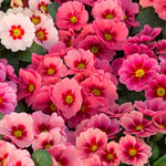 Primrose Husky Raspberry Punch Plugs | 42 x Plug Plants