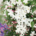 Jasmine 'starry Starry Summer Night' Climbing Plant | 1 x 9cm | Green & Pink