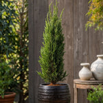 Italian Cypress - Cupressus Sempervirens - Height 70-80cm - ⌀19cm | Set of 1 | Green