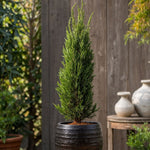 Italian Cypress - Cupressus Sempervirens - Height 70-80cm - ⌀19cm | Set-of-2 | Green