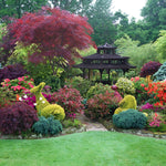 The Evergreen Selection Hardy Shrub Garden Border Mix Large Mature Plants Supplied In 3 Litre Pots | Set-of-6