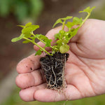 Lysimachia 'goldilocks' (golden Creeping Jenny) Trailing Evergreen For Pots And Baskets | 12 x Plug Plants | Green