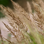 Feather Reed Grass - 2 Pcs. - Calamagrostis 'karl Foerster' - H40-60cm - ⌀23cm | Set of 2 | Green