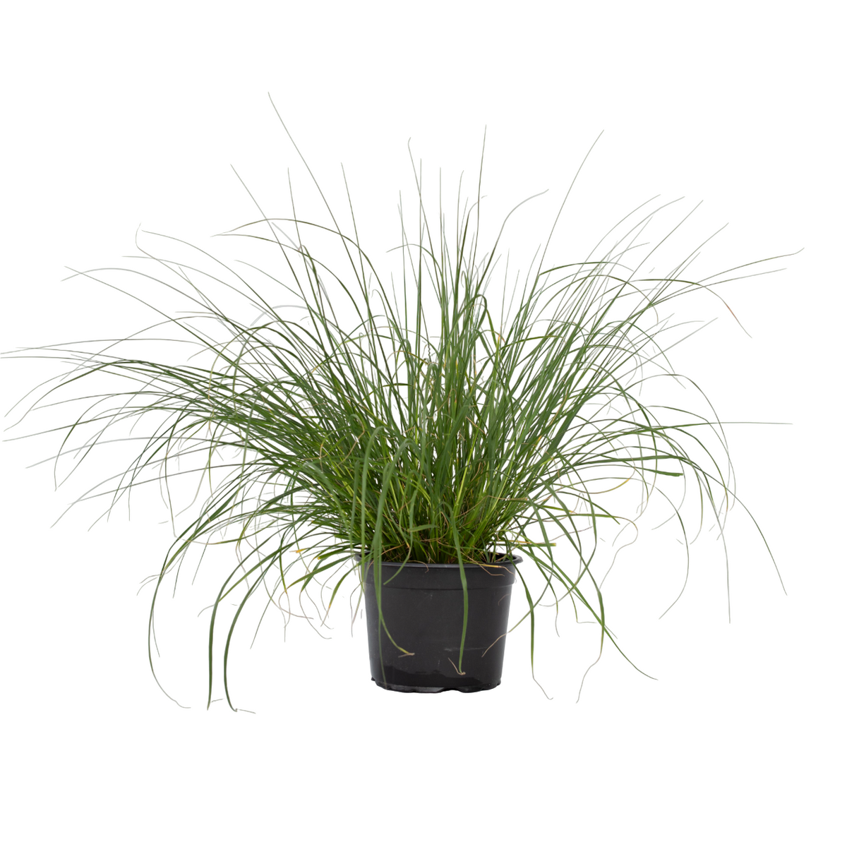 Fountain Grass - Pennisetum Alopecuroides 'hameln' - Height 20-30cm - ⌀23cm | Set of 1 | Green