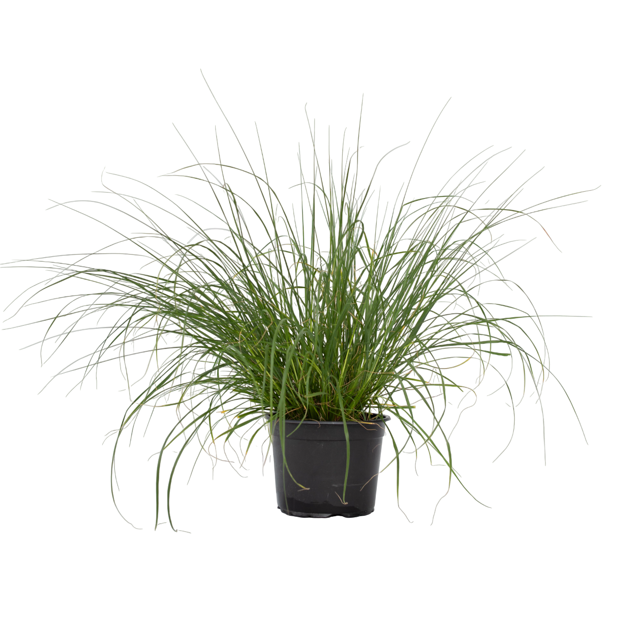 Fountain Grass - Pennisetum Alopecuroides 'hameln' - Height 20-30cm - ⌀23cm | Set-of-1 | Green