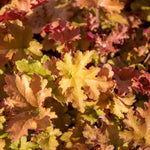 Heuchera 'marmalade', Evergreen Frilled Foliage, 50 Cm | 1 x 9cm | Pink & Brown