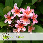 Frangipani - 2 Pcs. - Plumeria Rubra - Height 45-55cm - ⌀17cm | Set of 2 | Pink