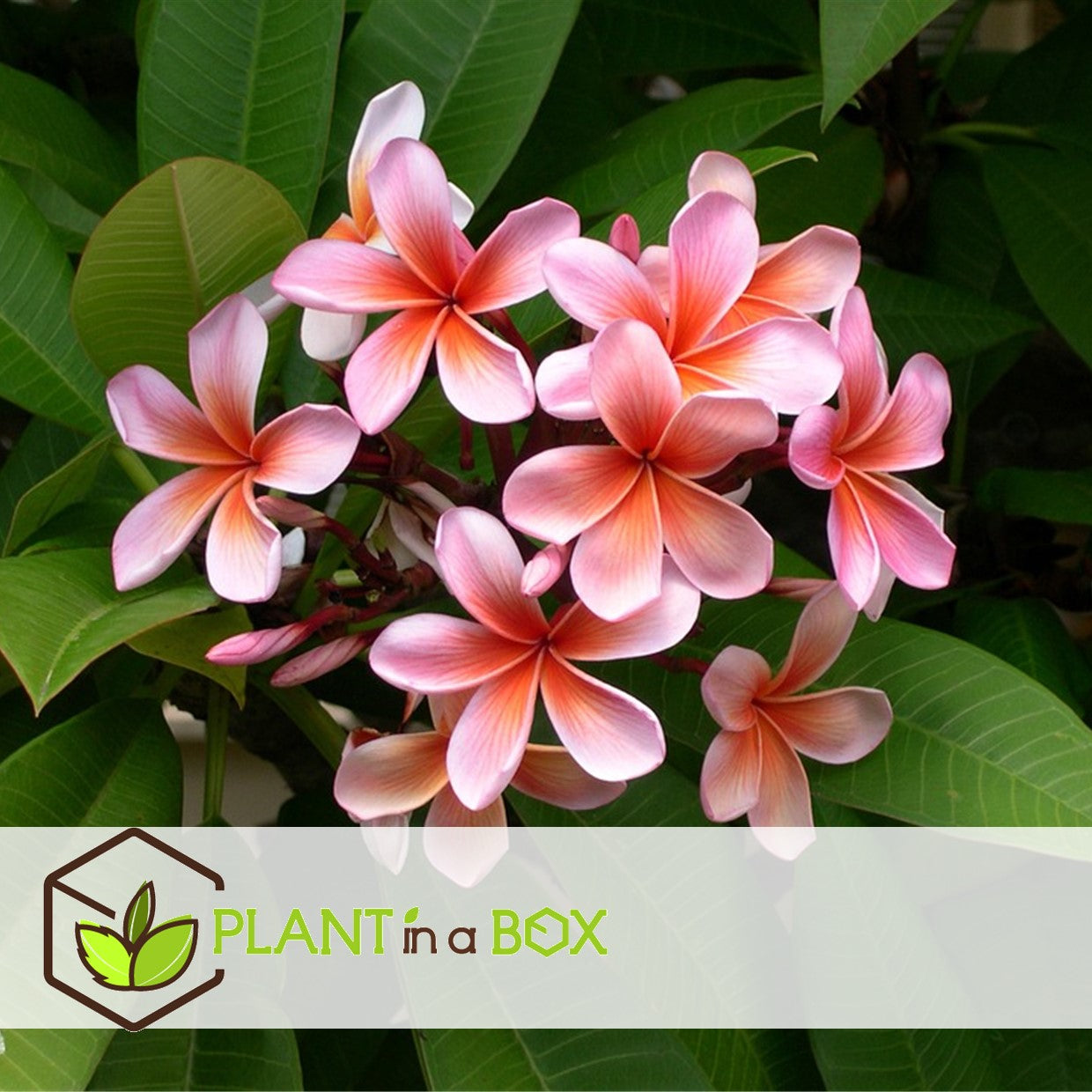 Frangipani - 2 Pcs. - Plumeria Rubra - Height 45-55cm - ⌀17cm | Set-of-2 | Pink