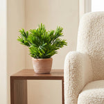 22cm Honey Plant Dark Green In Terracotta Pot