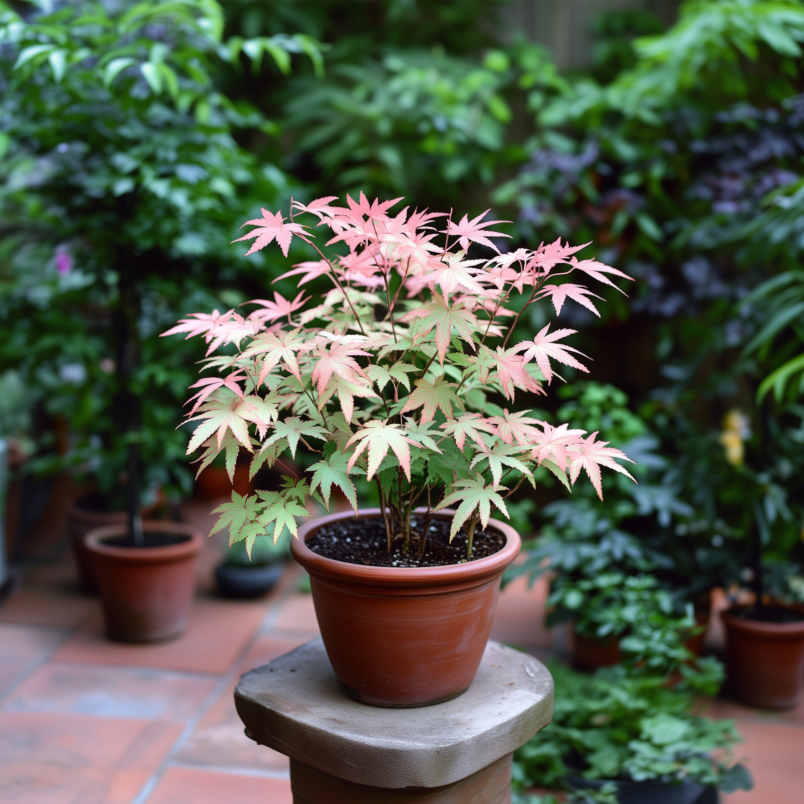 Japanese Maple - Acer Palmatum 'Taylor' - Height 50-60cm - ⌀19cm | Set-of-1 | Pink