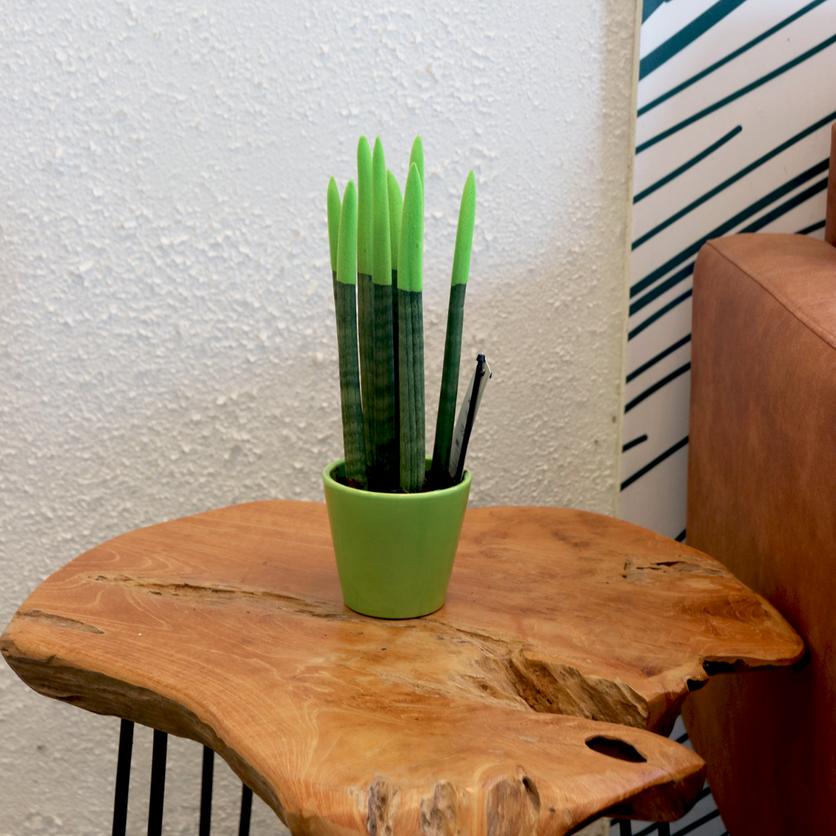 Snake Plant Velvet Touch - Sansevieria Cylindrica - Height 20-40cm - ⌀9cm | Green