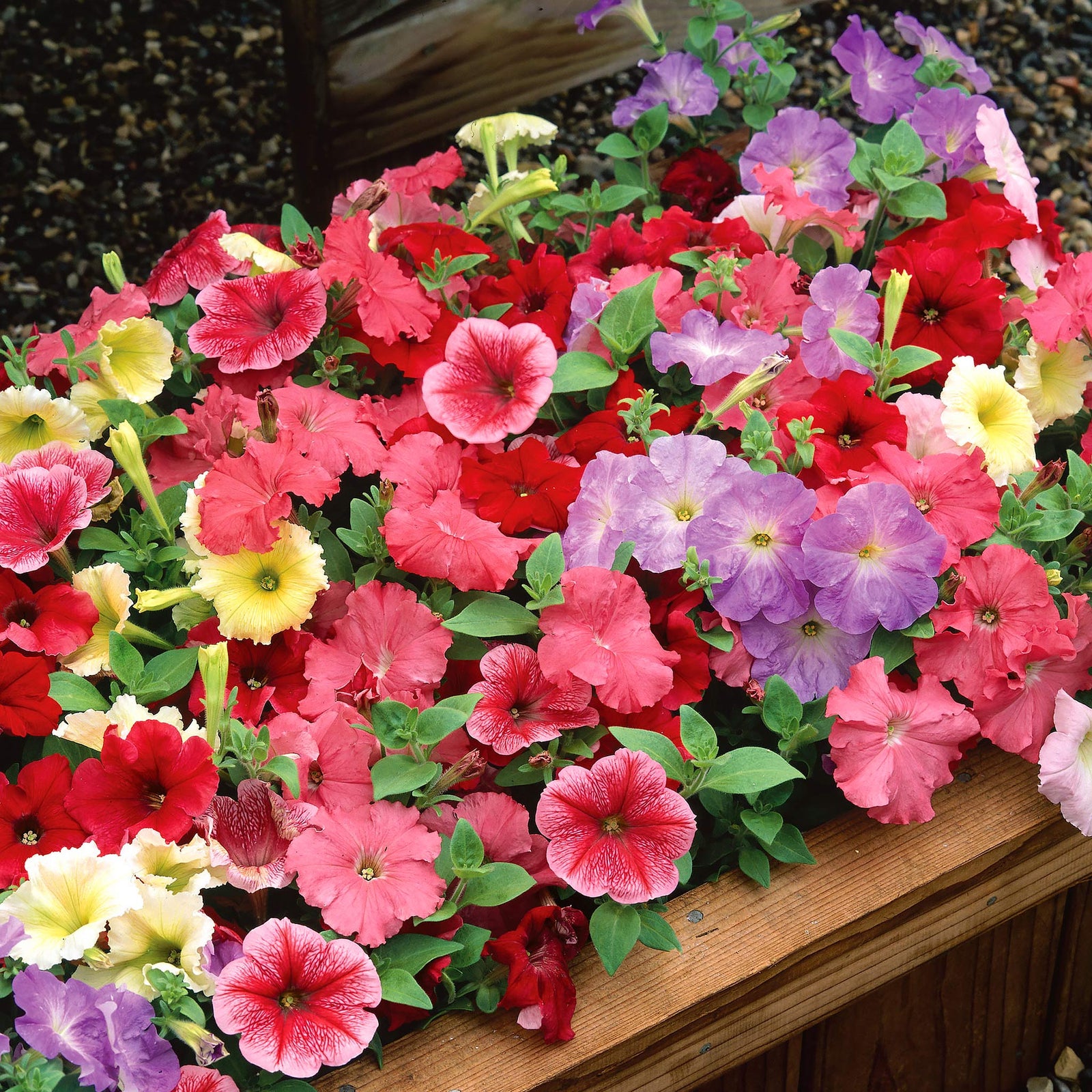 Petunia Celebrity Mix Seeds | 70 Seeds