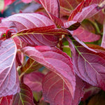 Hydrangea Macrophylla 'miss Saori' Double Pink-edged Mophead Shrub | 1 x 3L | Pink