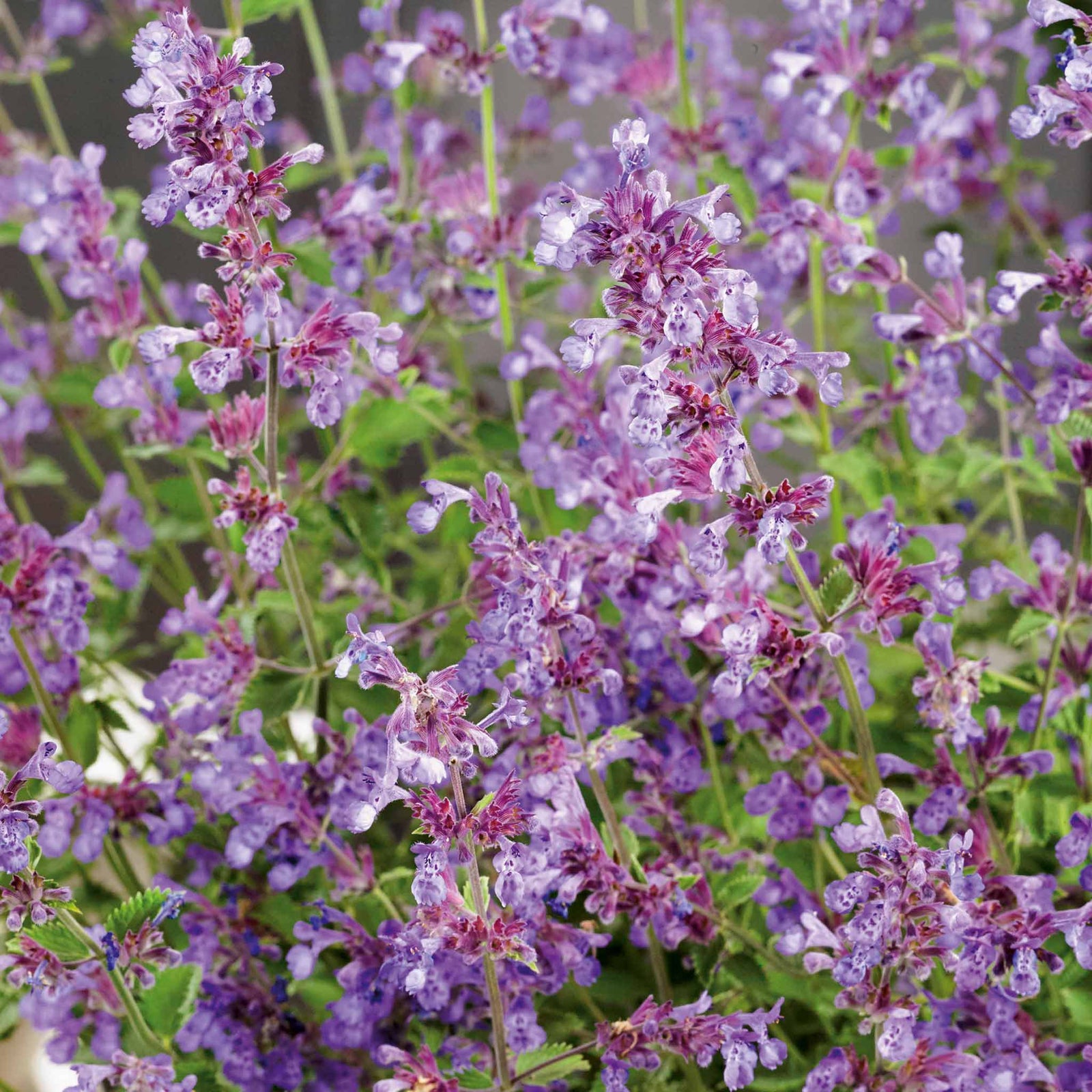 Nepeta 'walker's Low' - Low-growing Pollinator-friendly Catmint | 6 x Jumbo Plugs | Purple