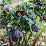 Delightful Helleborus Collection - 4 x 9cm pots