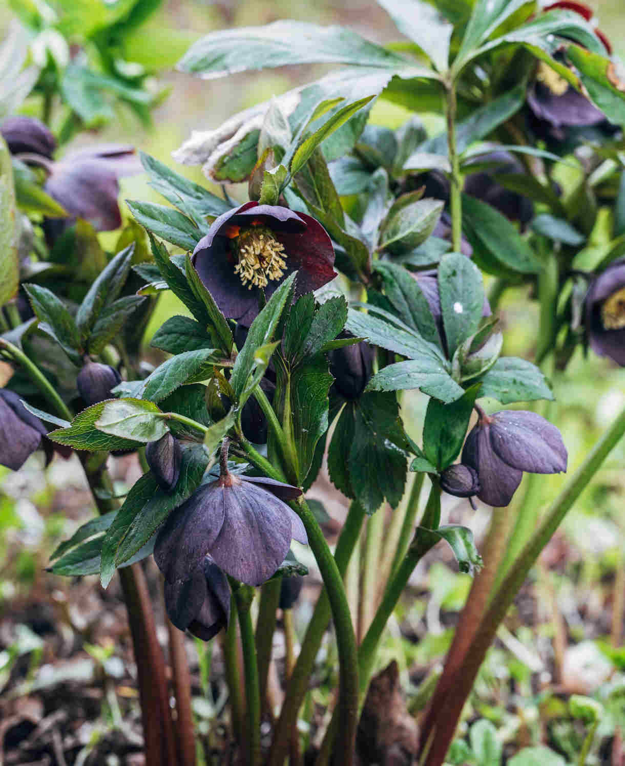 Pretty Hellebore Collection - 9cm pots | Set-of-4 | Multi